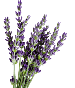 lavender bundle dried plants flower angle bulk buds stems bunches petals