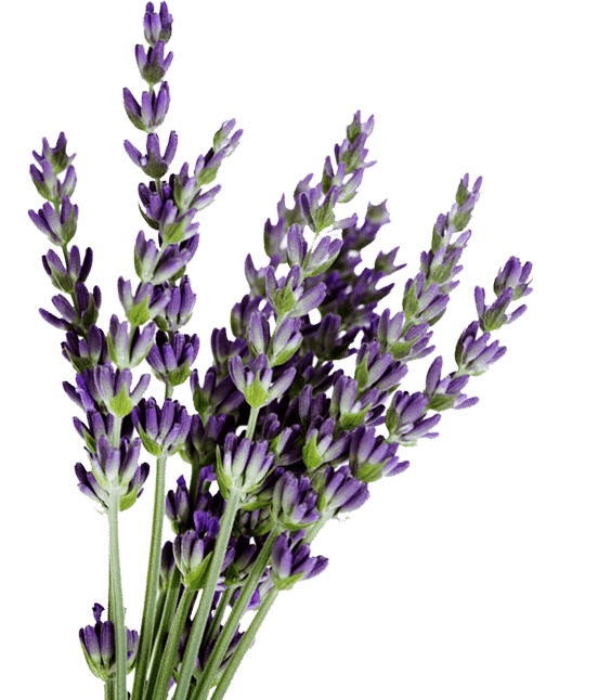 List 95+ Pictures Images Of Lavender Flowers Superb