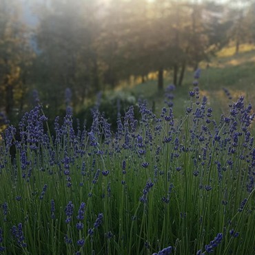 dried lavender blossoms for sale