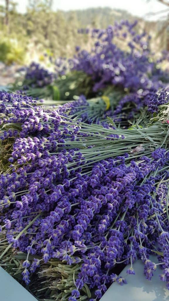 Hidcote Blue Fresh lavender