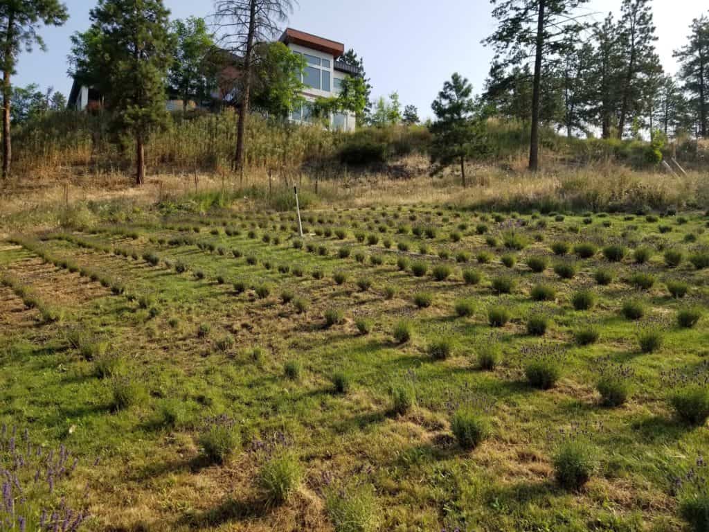 lavender field kelowna