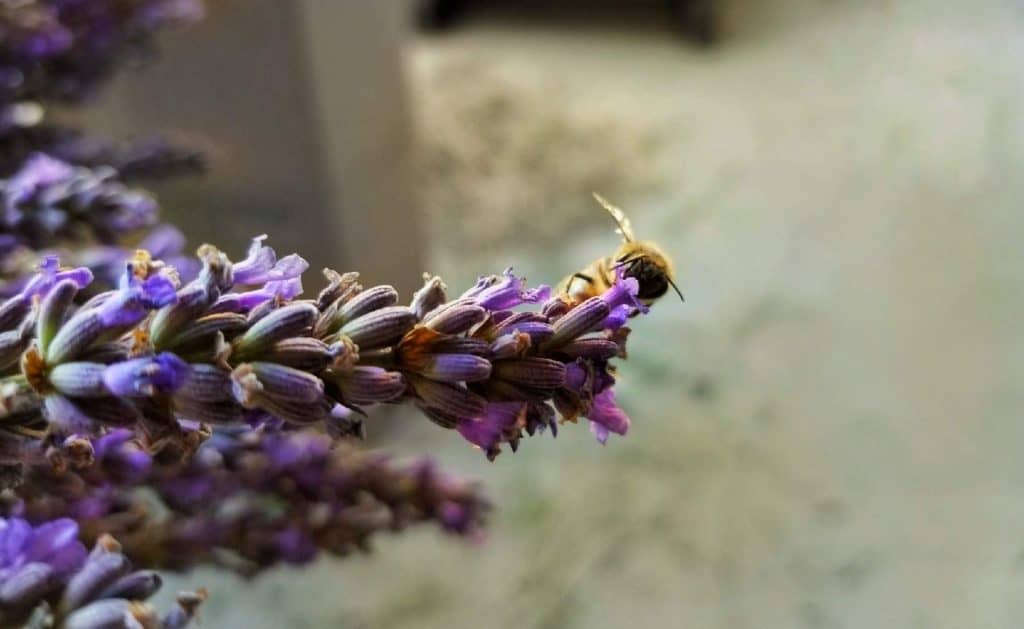 lavender farm in Kelowna