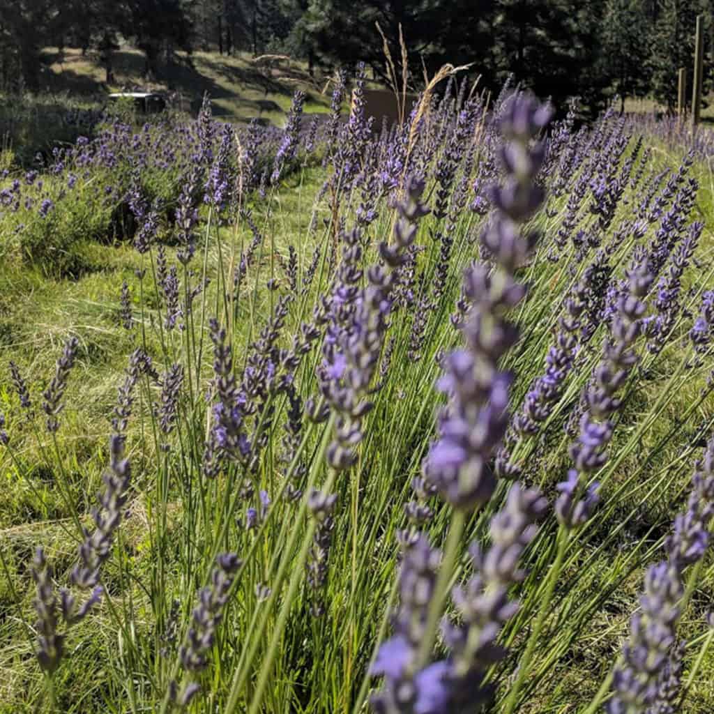 kelowna lavender farm