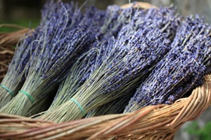 Dried Lavender for Sale, Dried Lavender, Where to Buy Dried Lavender, Bulk Lavender, Dried Lavender Bunches