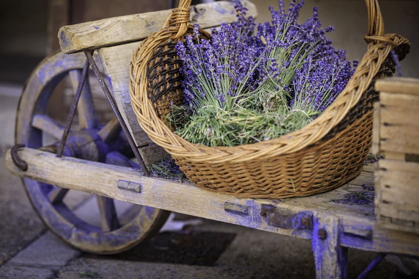 How to preserve your dried lavender 