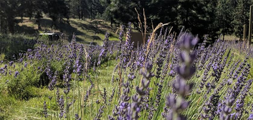 Dried Lavender for Sale,Dried Lavender,Where to Buy Dried Lavender