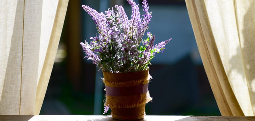 6 great uses for your dried lavender