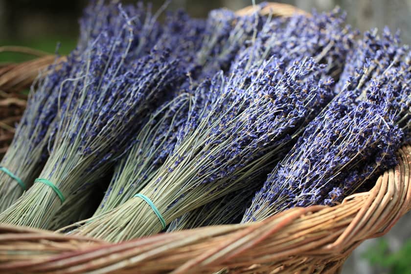 Culinary Lavender: Benefits & How To Use It