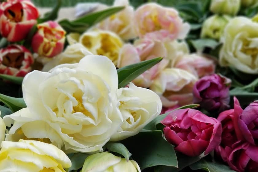 What to Do With Those Fresh-Cut Flowers as Soon as You Get Home