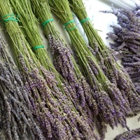dried lavender for sale,dried lavender bunches,dried lavender for sale
