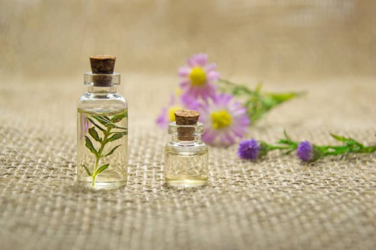 How to make lavender oil using steam distillation