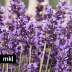 hidcote blue lavender flowers