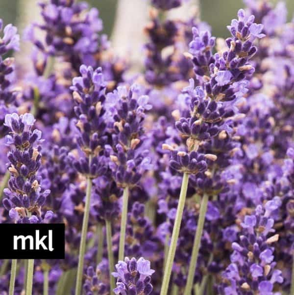 Dried Hidcote Blue Lavender Flowers for sale in Canada