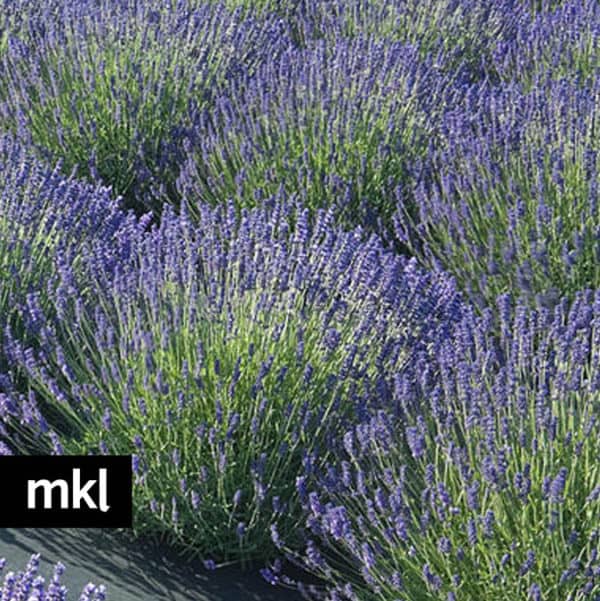 e-royal-velvet-lavender-mkl-large