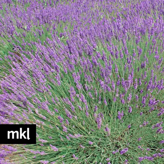 Phenomenal dried lavender bundles