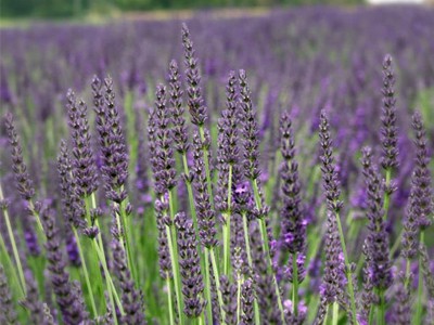 wholesale dried lavender,dried Lavender for Sale,dried lavender bunches