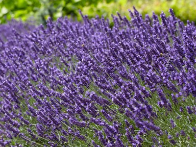 wholesale dried lavender,dried Lavender for Sale,dried lavender bunches