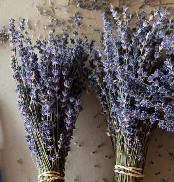 driedroyalvelvetlavenderbundleenglish