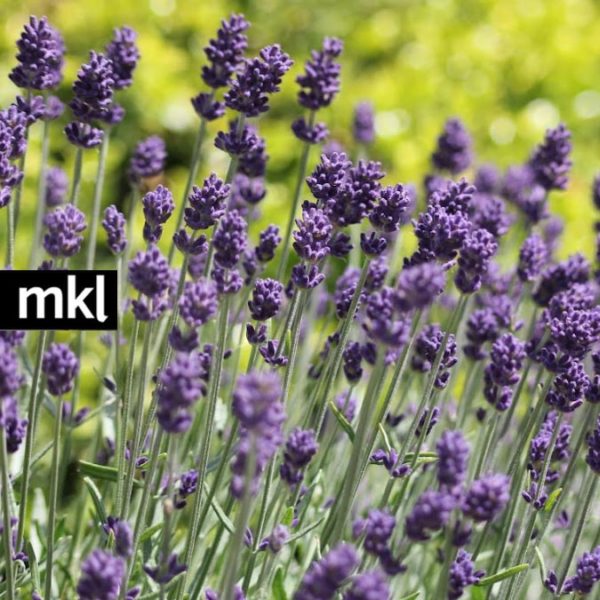 Okanagan grown Deep Purple Lavance Dried Lavender Flowers for sale