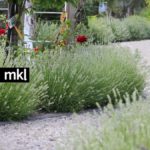 white ellagance lavender mckinley garden kelowna