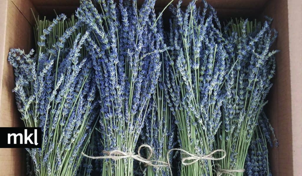 how big are your dried lavender bundles