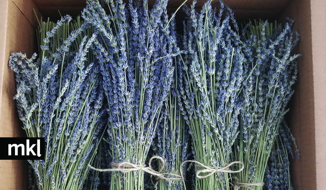 Big dried lavender bundles for sale at McKinley Lavender Farm!