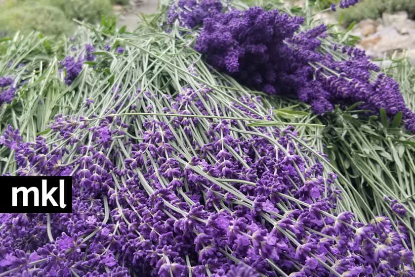 super blue english lavender bundles
