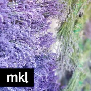 lavender for sale Kelowna