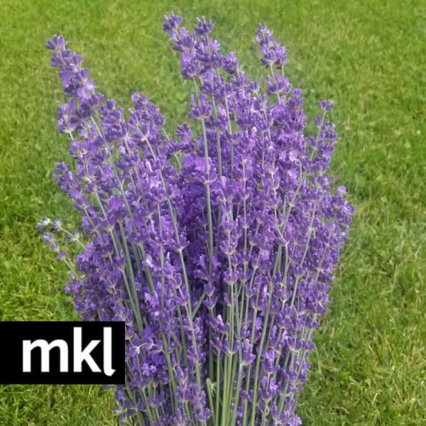 Lavender farm in Kelowna selling wholesale dried bulk lavender flowers