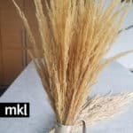 dried pampas grass for sale