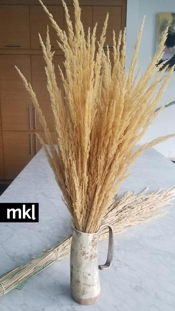 Dried grass for sale from McKinely Lavender Farm! How Long Does Dried Pampas Grass Last