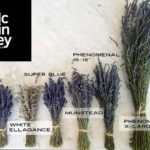 dried lavender varieties