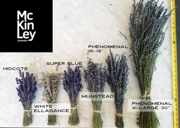 example-of-dried-lavender-varieties