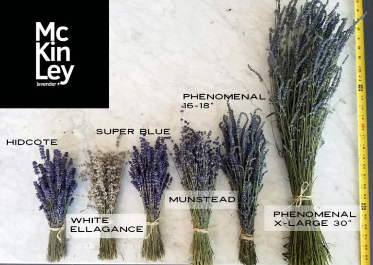Lavender farm in Kelowna selling wholesale dried bulk lavender flowers