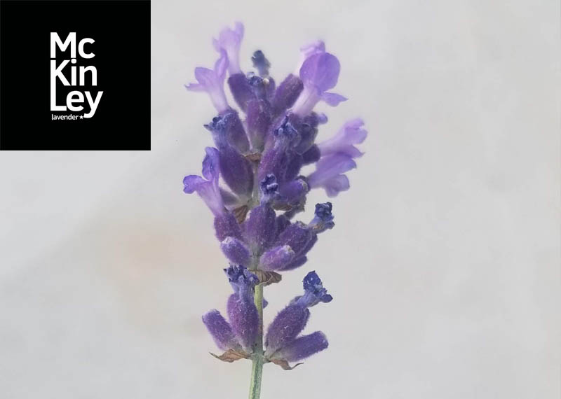 How to cut lavender with some great tips from McKinley Lavender Farm!