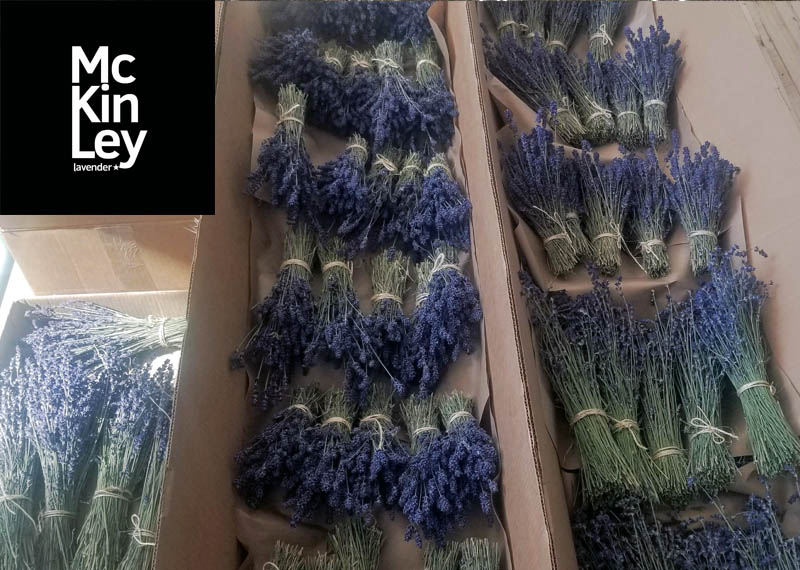 Dried Lavender Bundle – Big Roots Lavender Farm