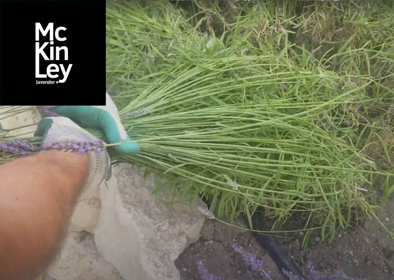 How to cut lavender with some great tips from McKinley Lavender Farm!