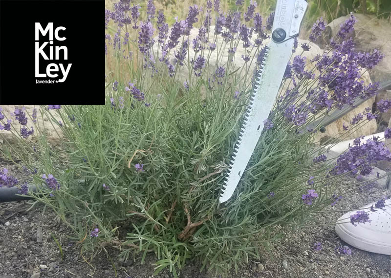 how to cut lavender