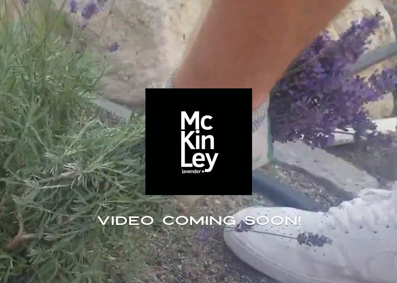 How to cut lavender with some great tips from McKinley Lavender Farm!