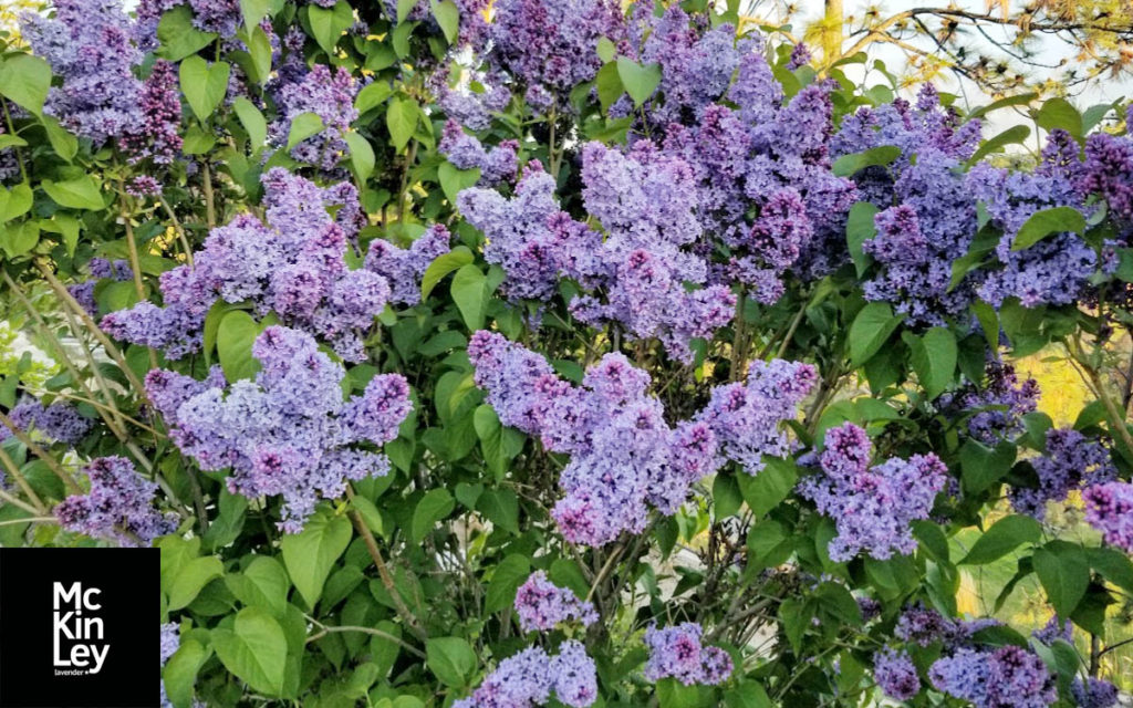 lilacs at mckinley lavender farm