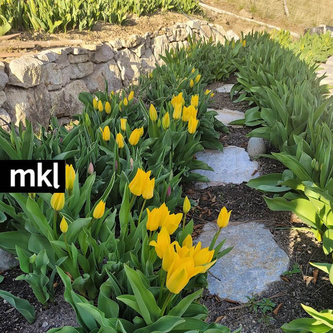 tulips at MKL lavender farm in kelowna