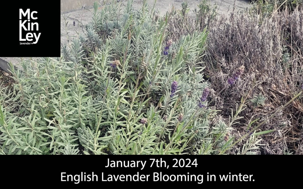 kelowna lavender farm update