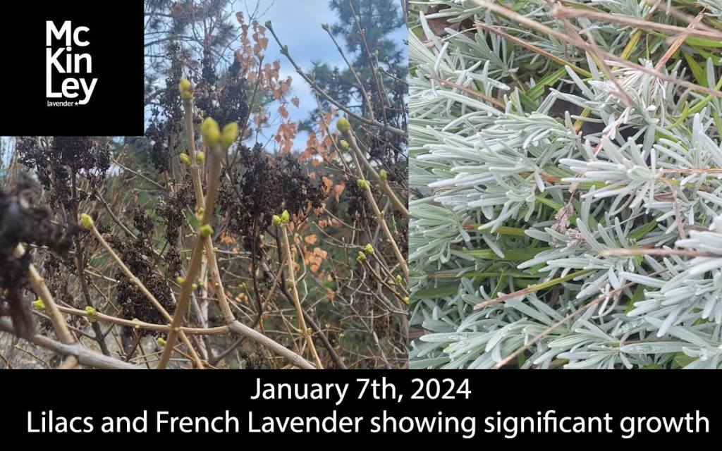lilacs and lavender blooming in jan
