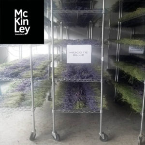 drying lavender on a rack