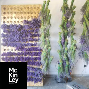 hanging lavender bundles to dry