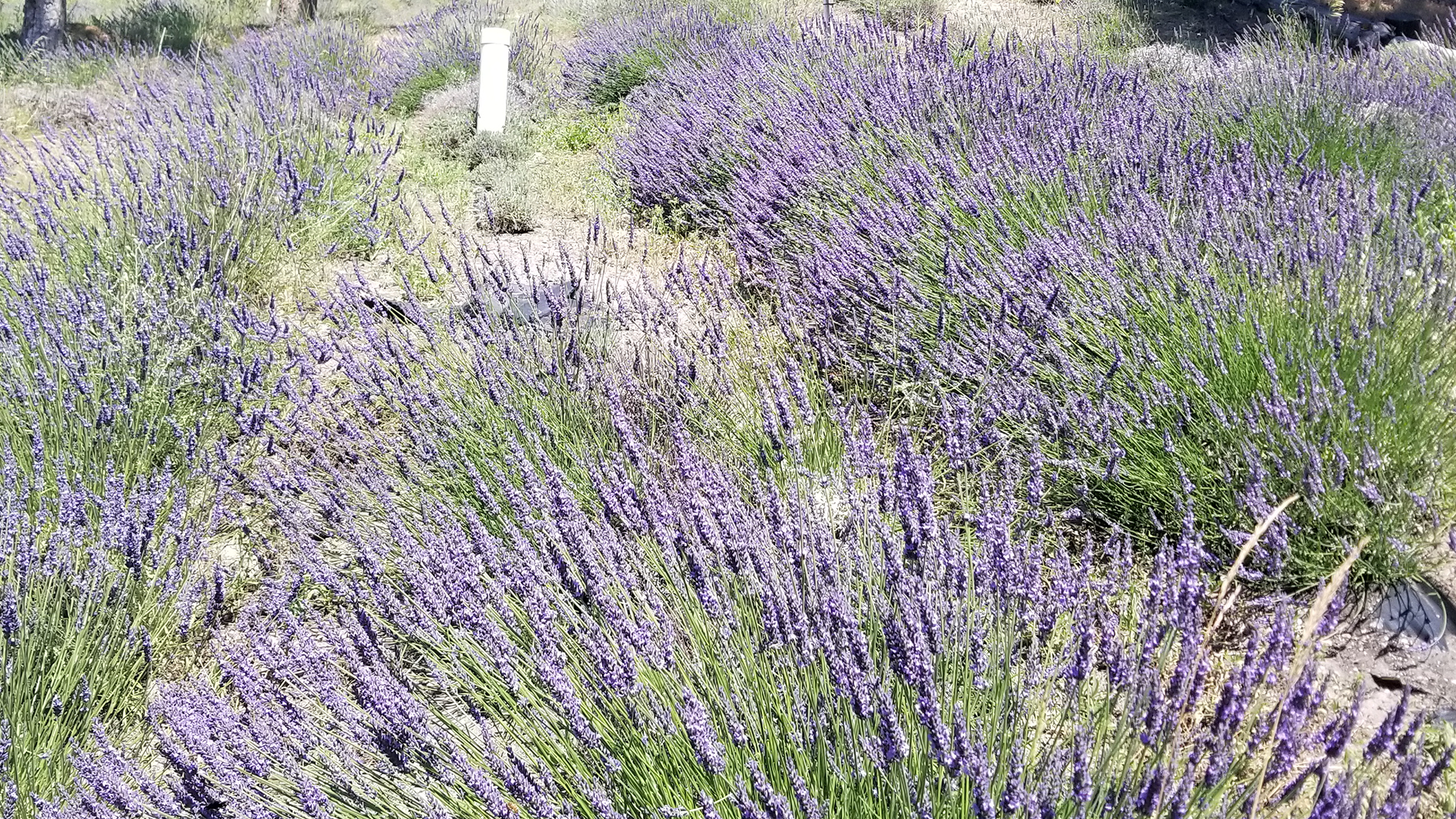 French Lavender Ready for Harvest July 15th 2024