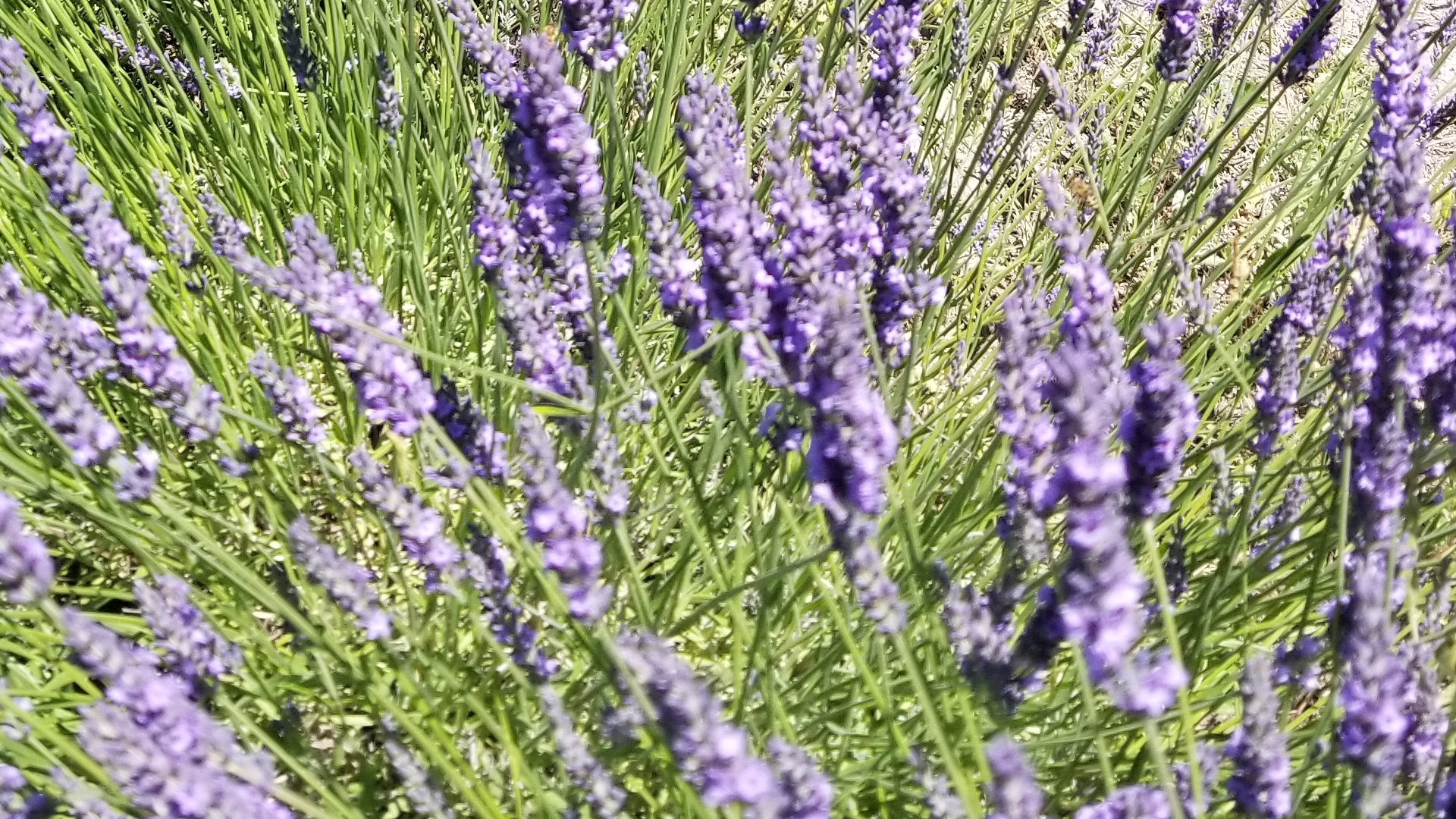 French Lavender Close Up