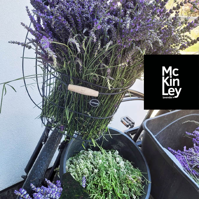 fresh cut lavender mkl farm july 2024