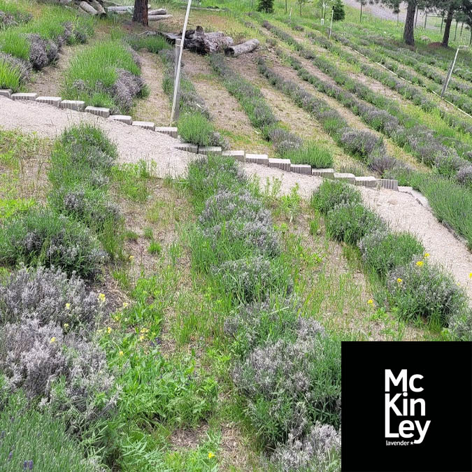 mkl lavender field june 2024