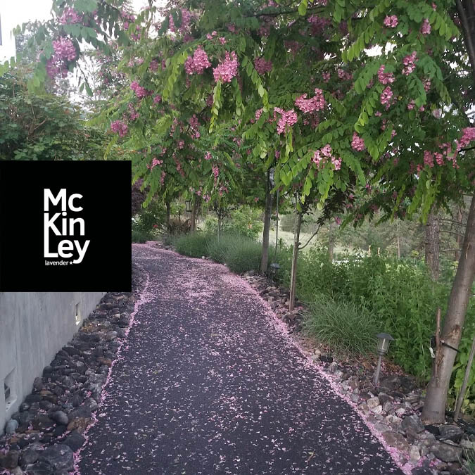 robinia locust trees in bloom june 2021 mkl farm